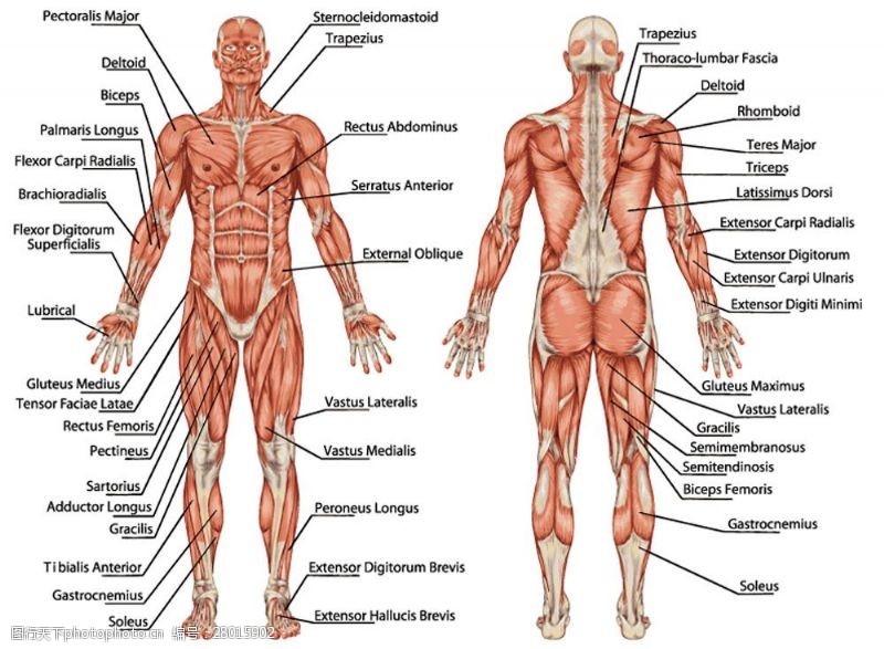 身体器官人体器官分布图与名称图片