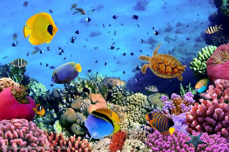 深水鱼海底鱼类与珊瑚图片