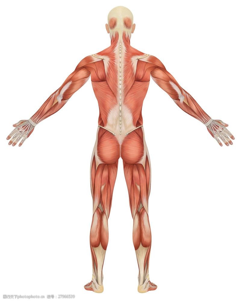 男人图片男性背部肌肉组织图片