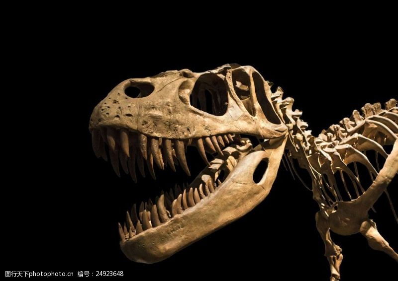 侏罗纪公园霸王龙骨骼化石图片