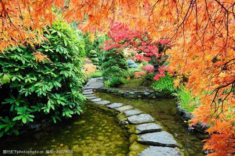 日本日本枫树日本枫树公园风景图片