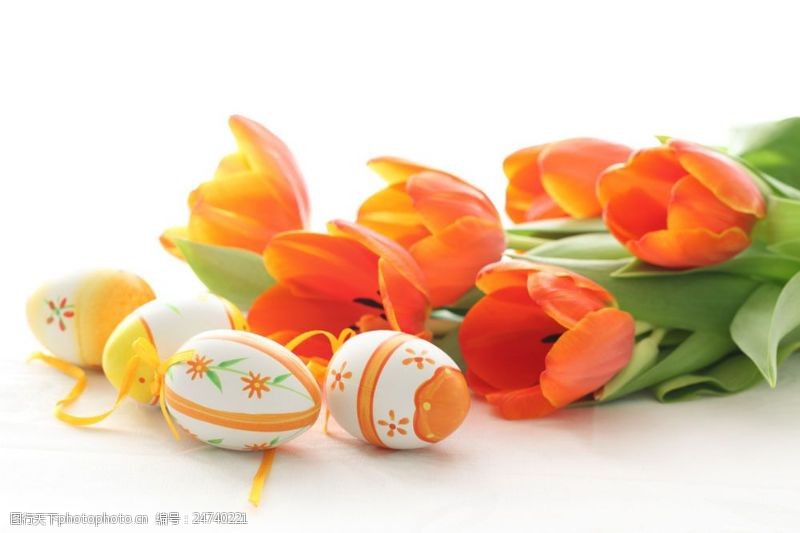 复活草郁金香鲜花与彩蛋图片