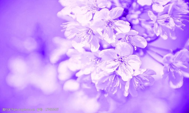 高清壁纸墙纸紫色花卉大图壁纸