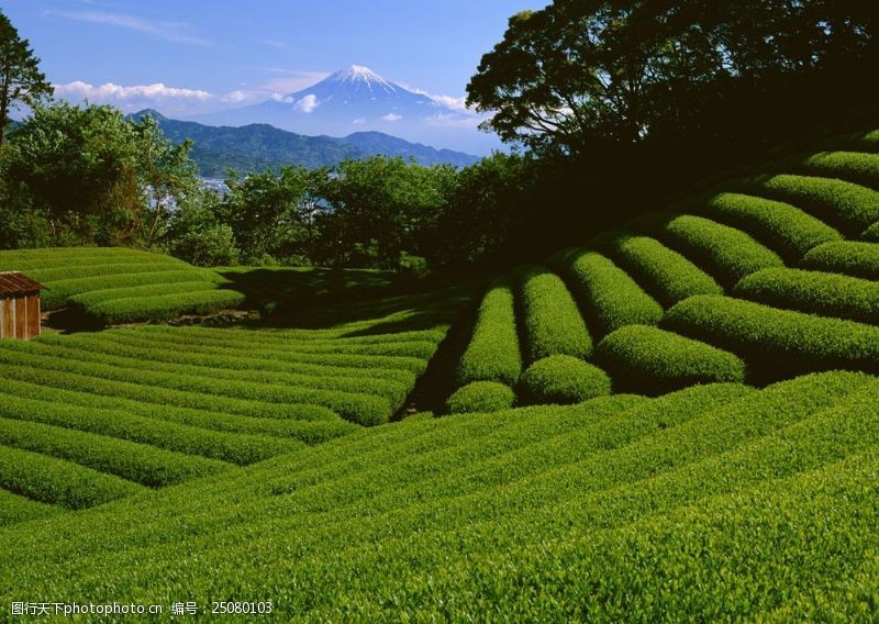 春茶图片富士山旁的绿色茶园素材图片
