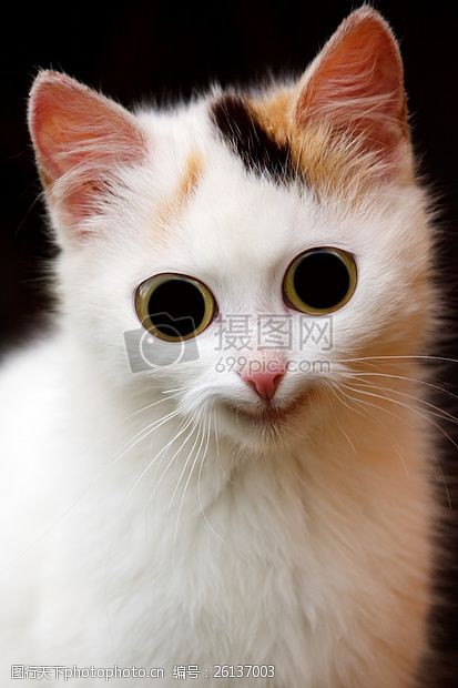 猫眼懵懂的大眼猫