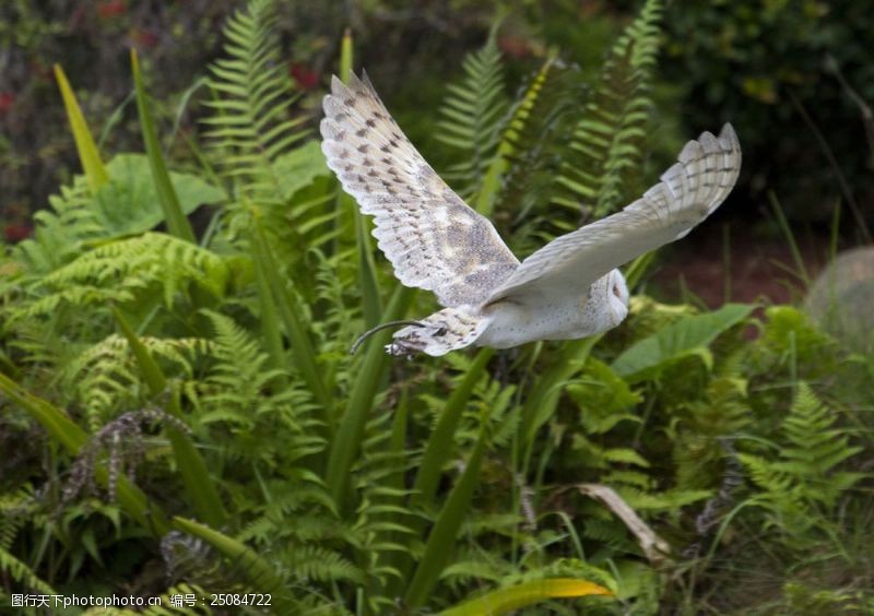 丛飞植物丛中飞翔的白头翁图片