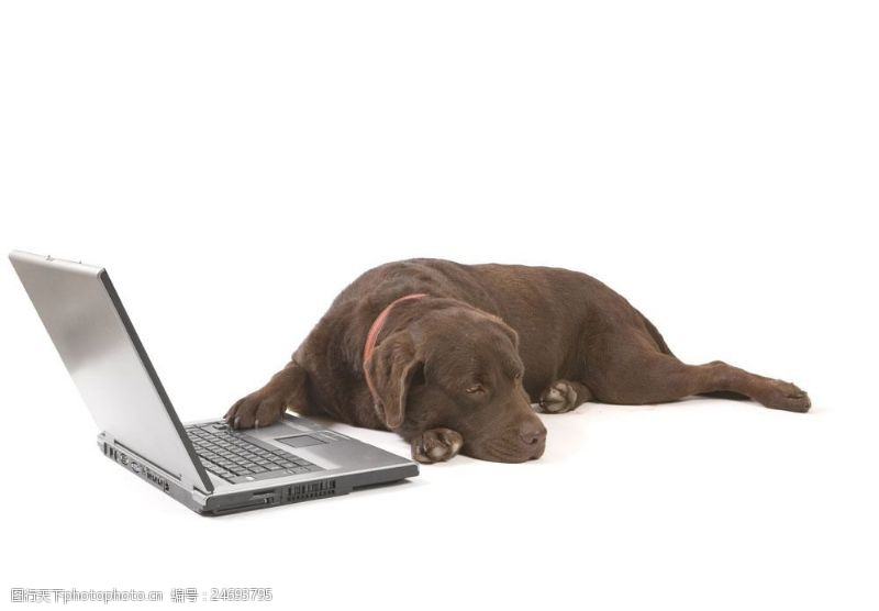 笔记本电脑小狗与笔记本图片