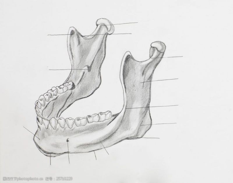 骨骼结构图牙齿骨骼图片