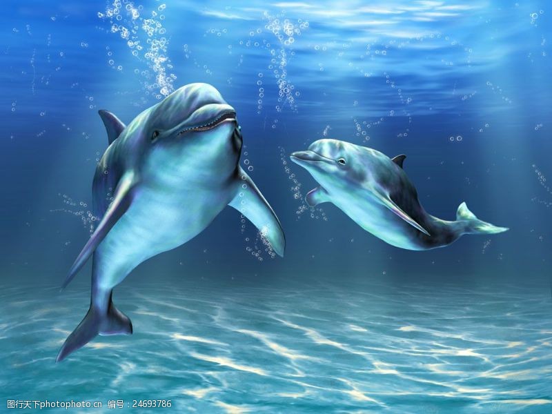 深水鱼海豚摄影图片