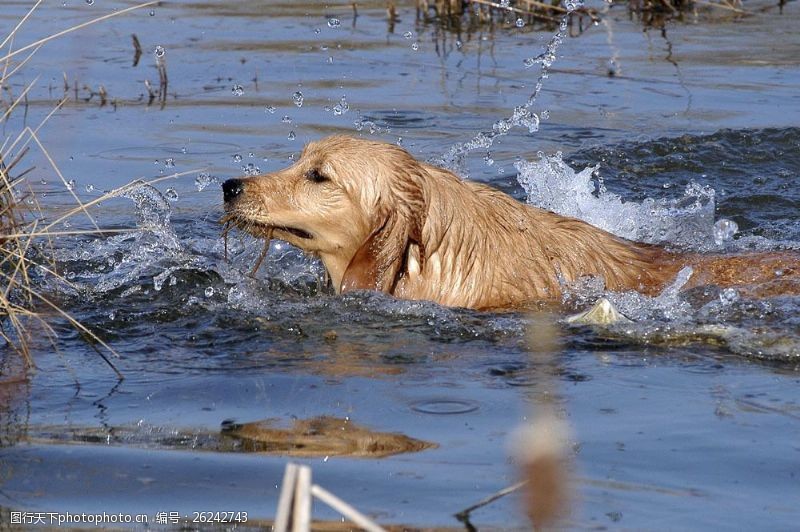 小狗名片游水的狗图片