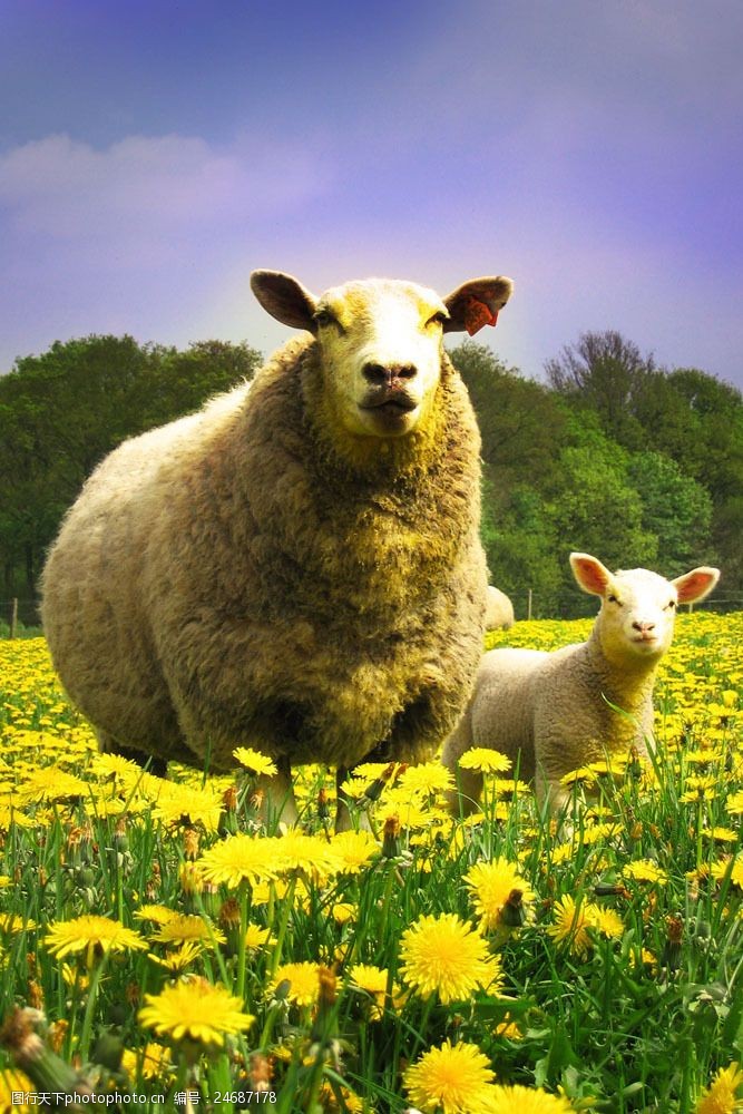 牧羊绵羊图片