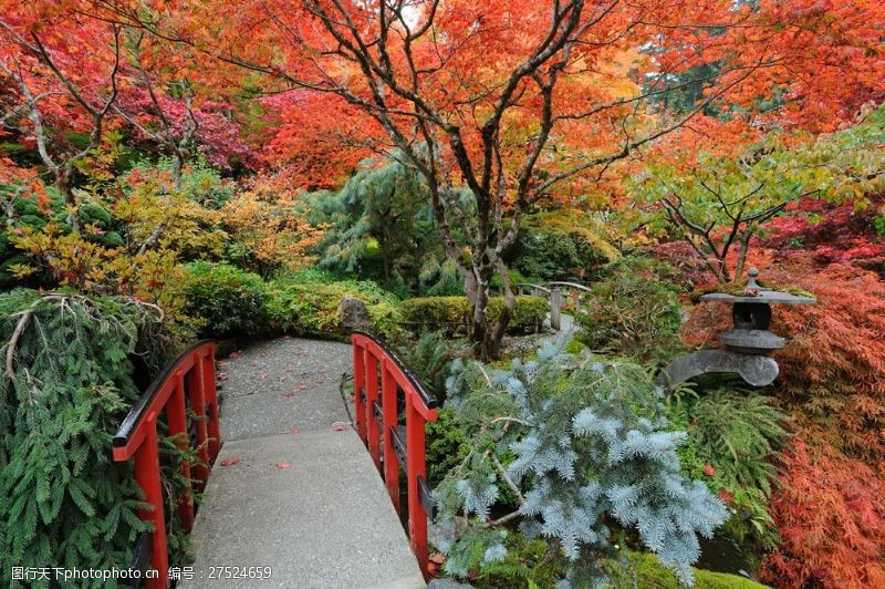 日本日本枫树日本公园风景图片