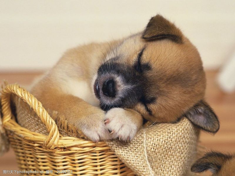 小狗名片睡觉的小狗图片