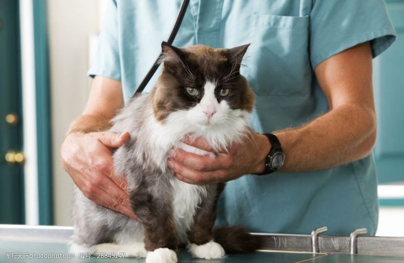 宠物医院一只猫兽医诊所检查