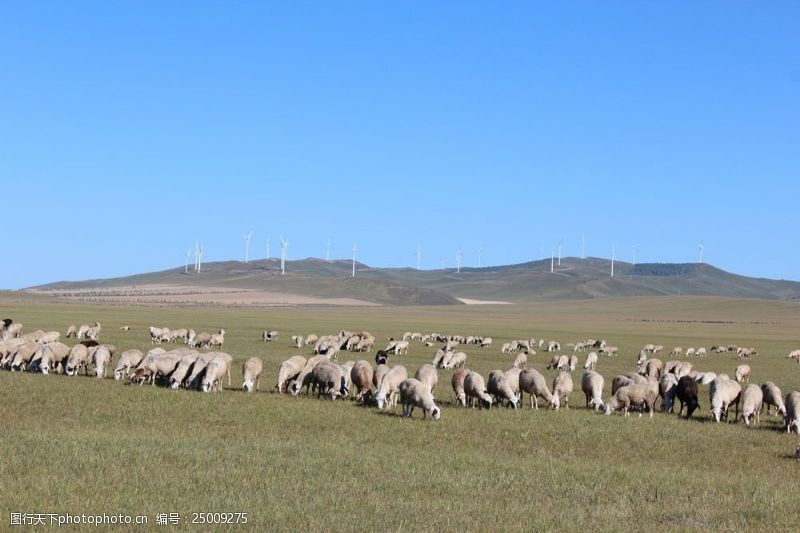 牧羊草原放牧景观图片