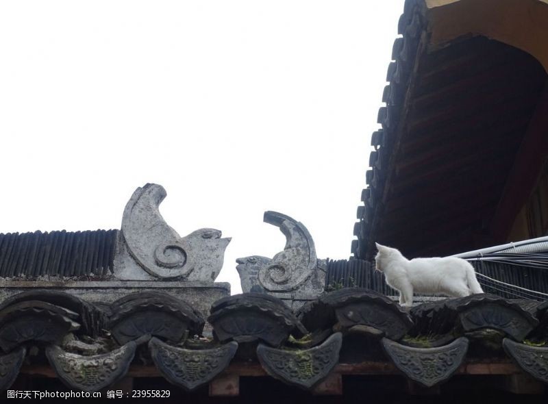 静安寺龙华寺的猫