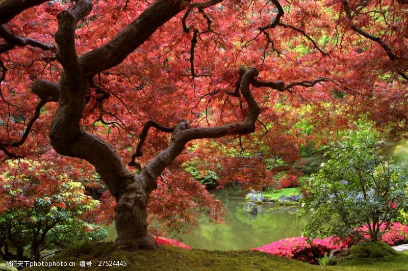 日本日本枫树美丽日本枫树风景图片