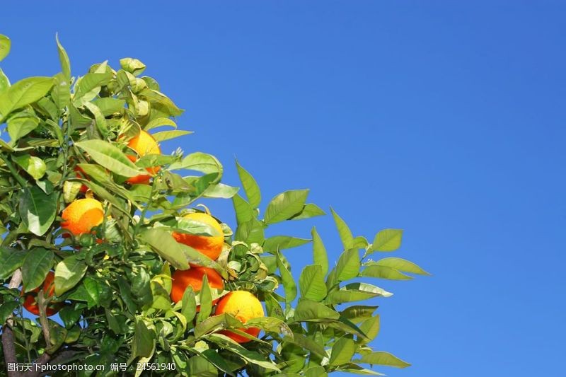 美丽的蓝天树上的水果摄影图片