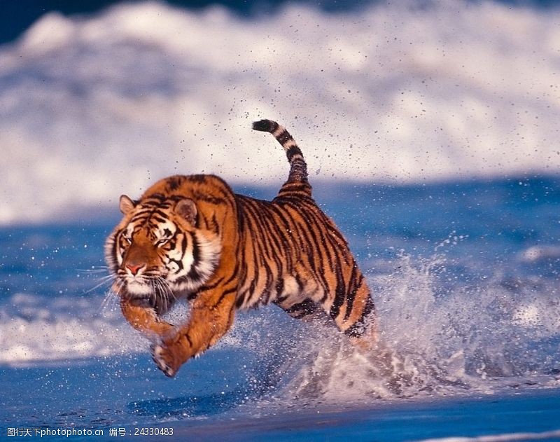 虎王奔跑的老虎