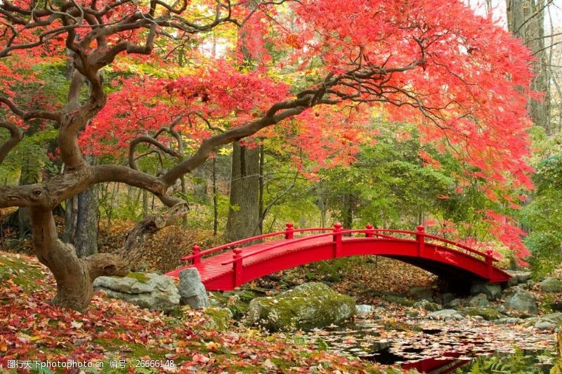 日本日本枫树日本枫树小桥风景图片