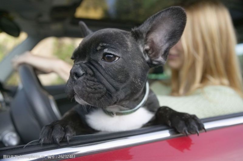 宠物犬名片轿车里的可爱小狗图片