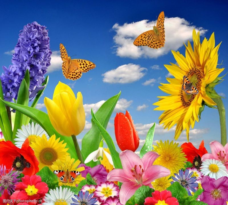 向日葵蓝天白云与鲜花背景图片