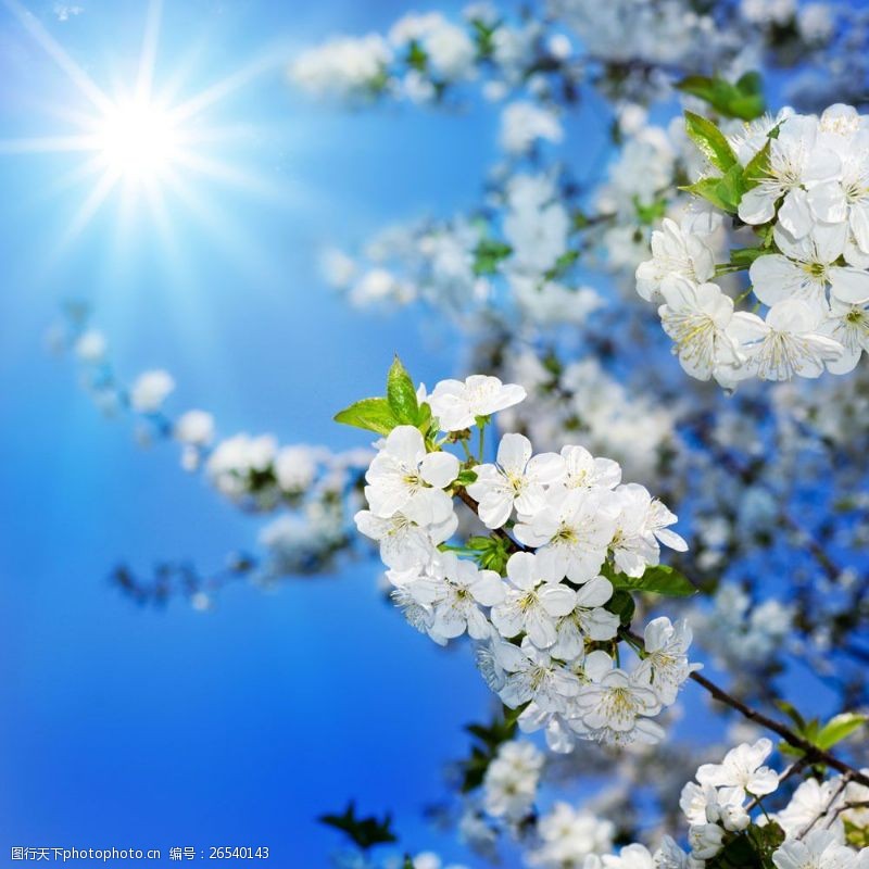 阳光照射的梨花摄影图片