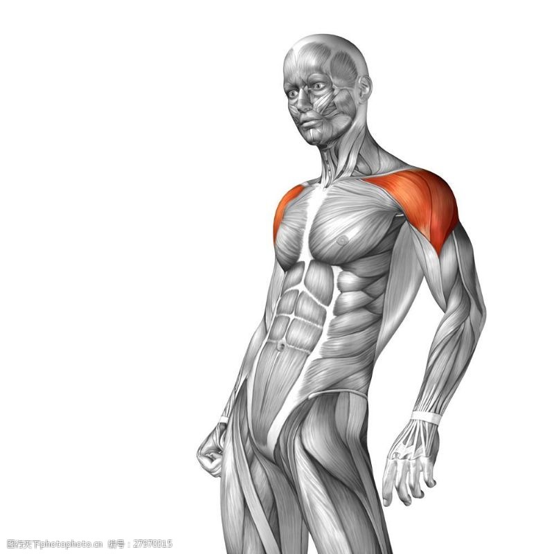 身体器官肩部受伤的人体模型图片