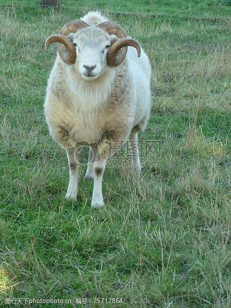 散步草地上的小绵羊