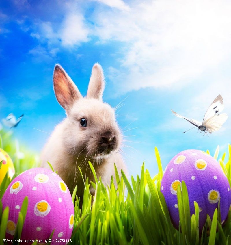 复活草复活节彩蛋与可爱兔子图片