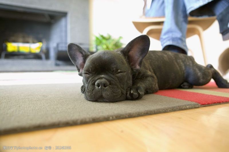 小狗名片趴在地毯上的小狗图片