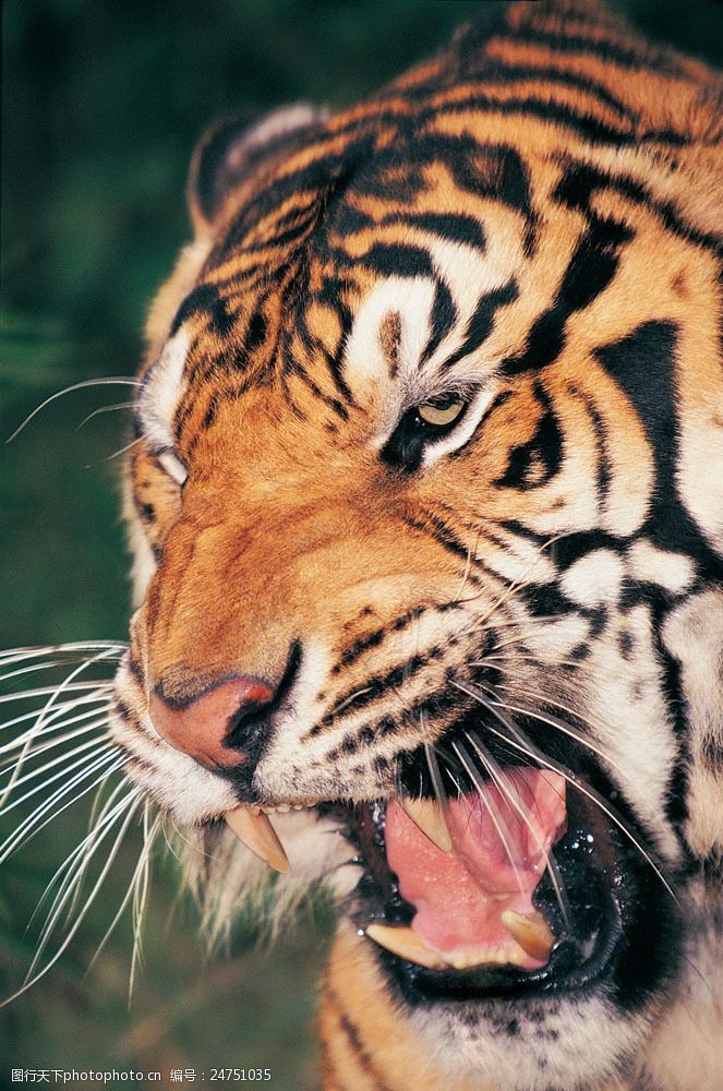 张嘴张大嘴巴的老虎图片