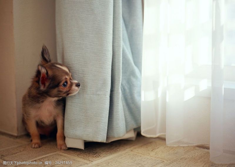 小狗名片在窗帘边的小狗图片