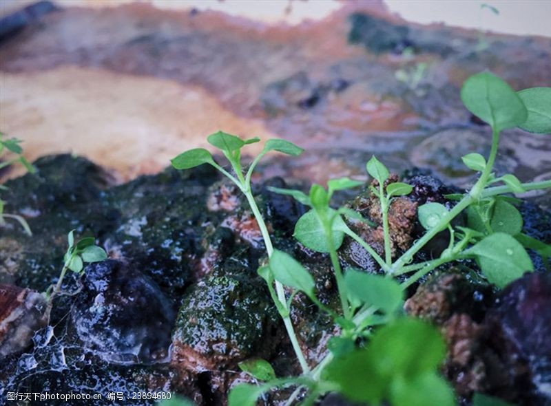 植物苗图片免费下载 植物苗素材 植物苗模板 图行天下素材网