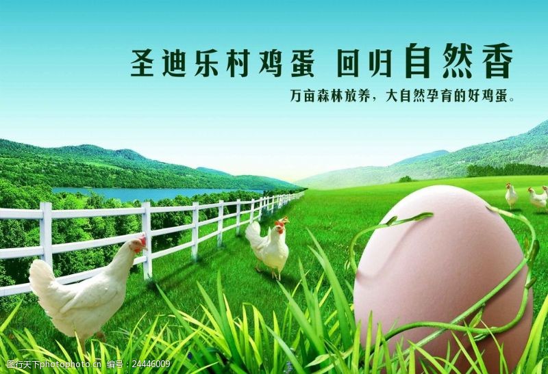 无污染宣传海报绿色鸡蛋广告