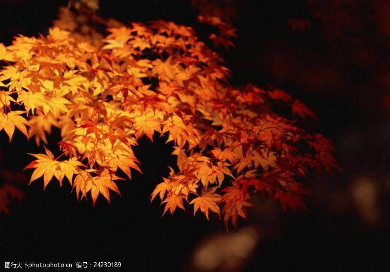 日本日本枫树红枫叶