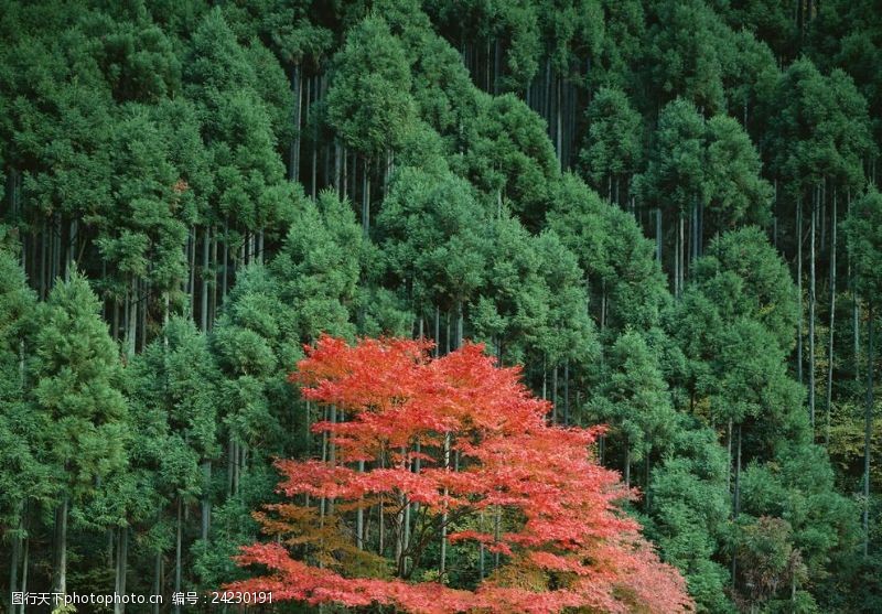 日本日本枫树红枫叶