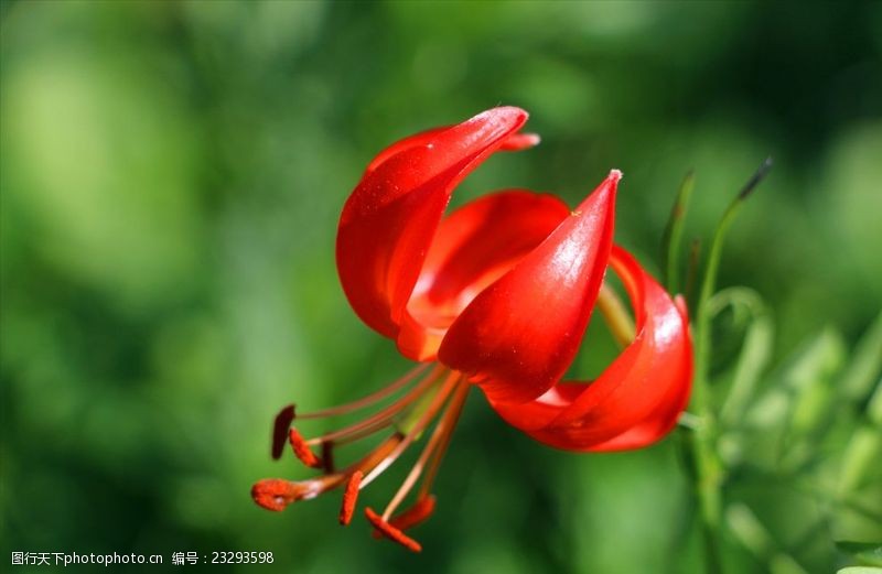 野生百合花野百合