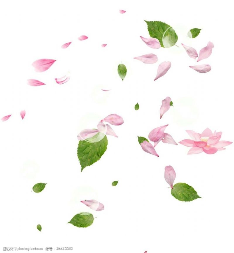 粉色玫瑰花背景花瓣