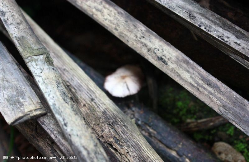 野蘑菇栅栏