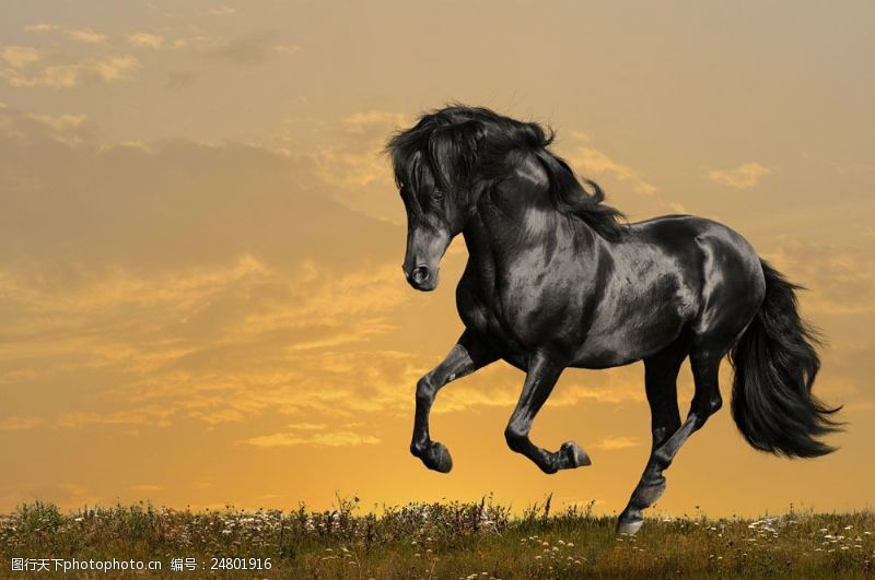 奔跑的马草原上奔跑的一匹马图片