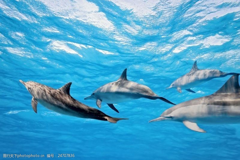 深水鱼海底的海豚摄影图片