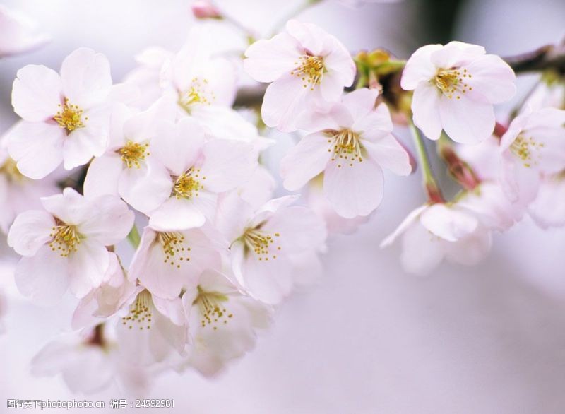 梨图片素材树枝上的花朵摄影图片