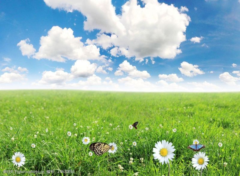美丽的蓝天草原上的鲜花图片