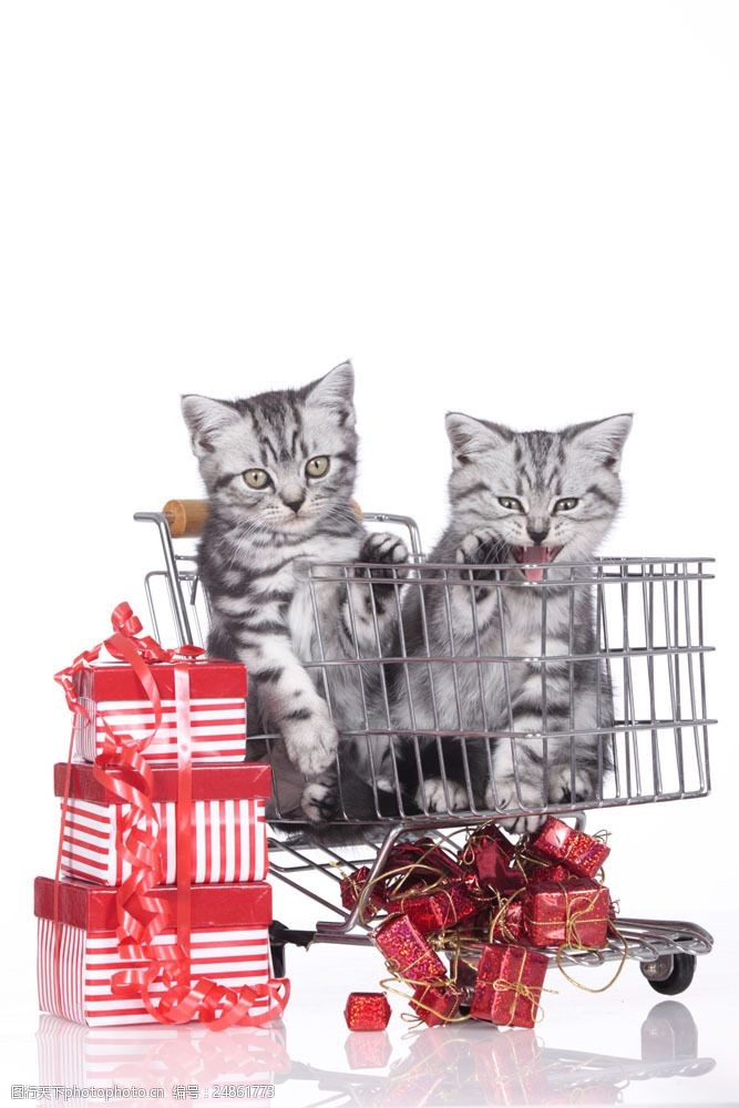 节日礼品购物车里的猫和礼品盒图片
