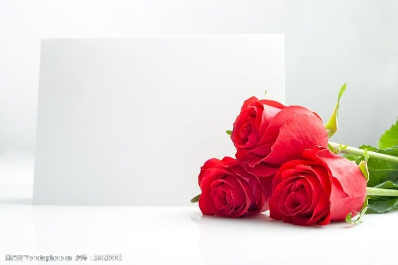 情人节礼物红玫瑰花图片