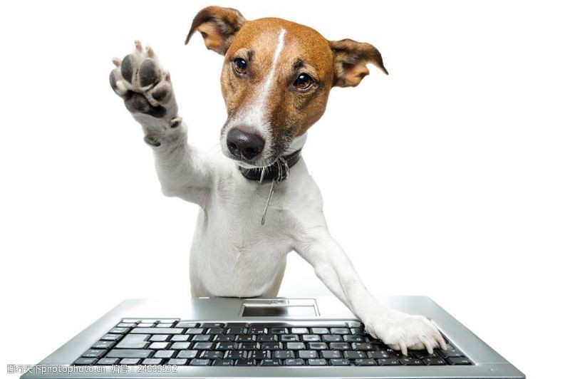 笔记本电脑小狗与电脑图片