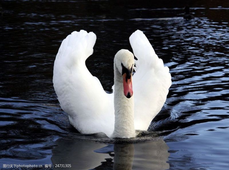 水中动物一只美丽的白天鹅图片