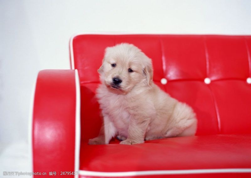 可爱的狗在沙发上的小狗图片