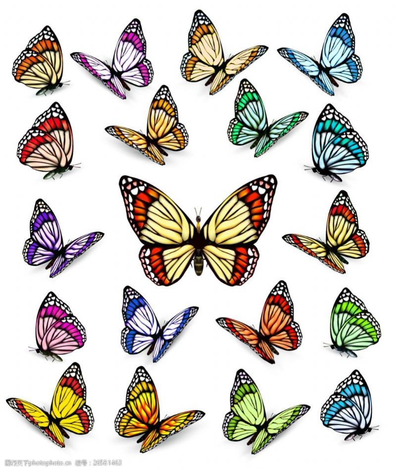 各种颜色的蝴蝶各种颜色姿态的蝴蝶